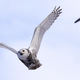 In this Dec. 14, 2017 photo, a snowy owl flies past a seagull after being released along the shore of Duxbury Beach in Duxbury, Massaschusetts.